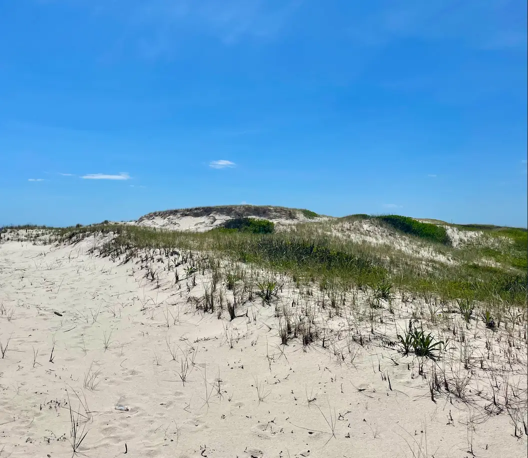 Sand, grass in Island Beach State Park