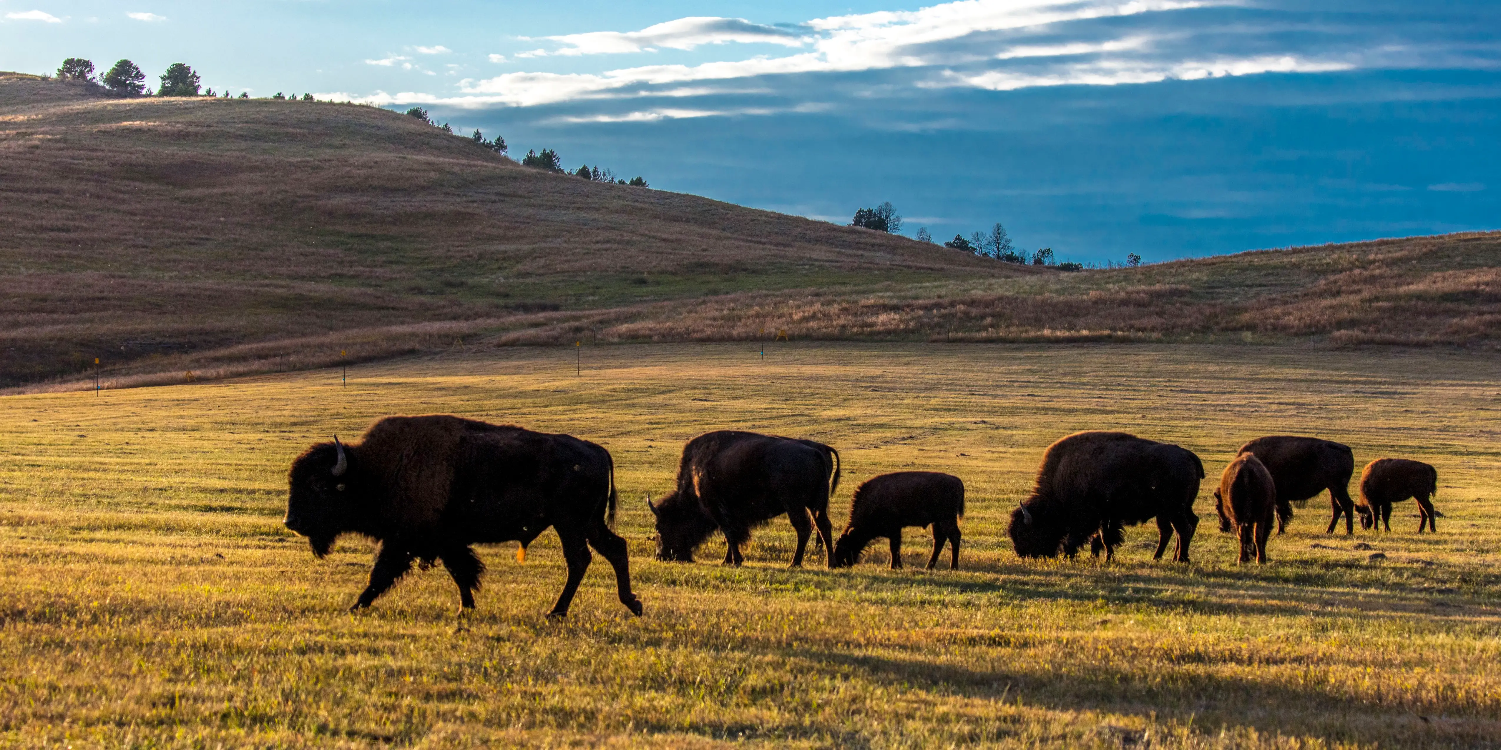 American bison in Custer State Park