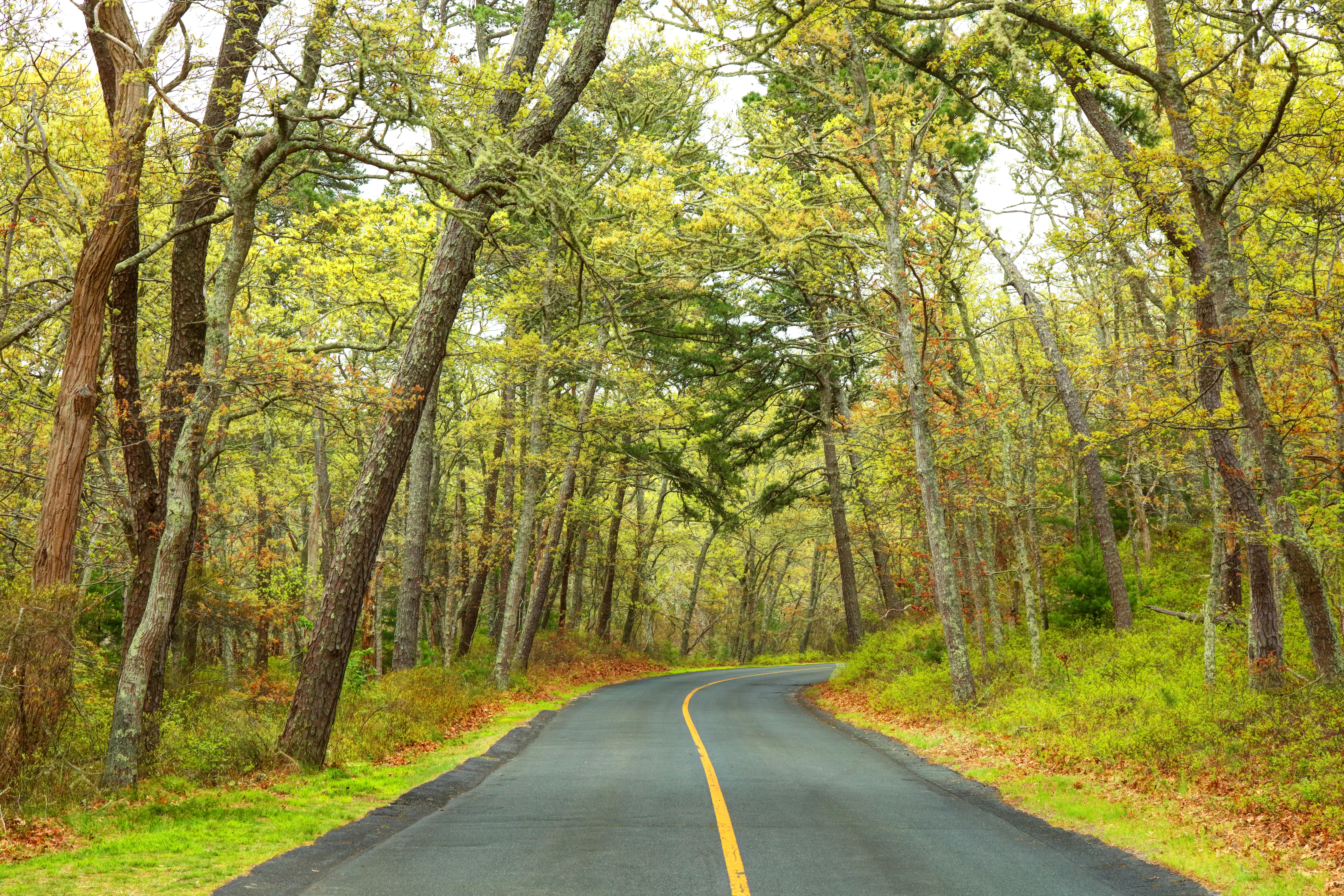 Green, tall trees on either side of road in Nickerson State Park