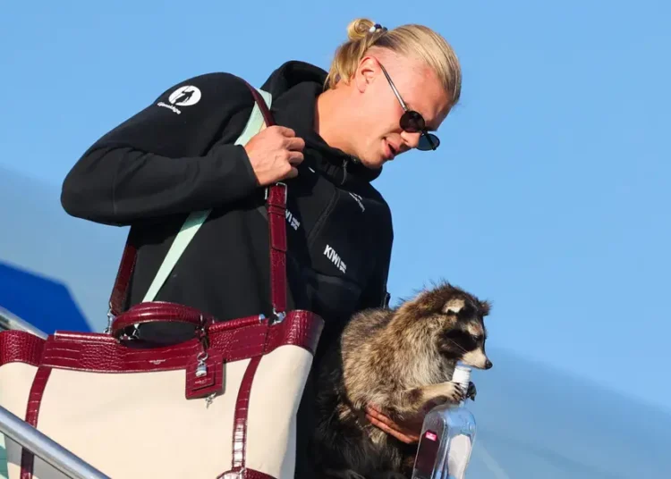 Norway’s Erling Haaland brought a $750 taxidermy raccoon home from the World Cup