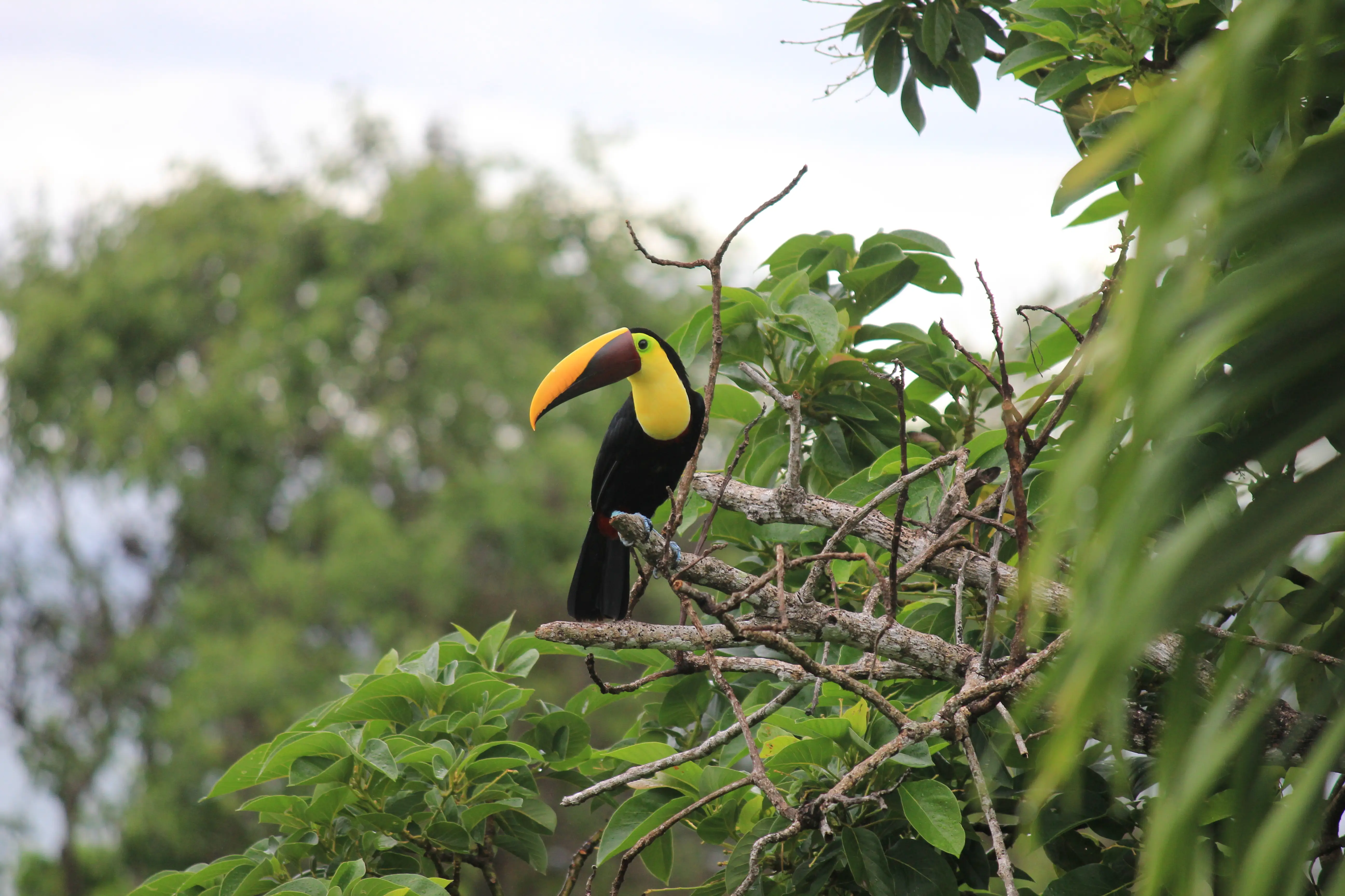 The author and her family enjoyed watching toucans, macaws, and other colorful birds in the trees around their hotel in Quepos, Costa Rica, next to Manuel Antonio National Park.