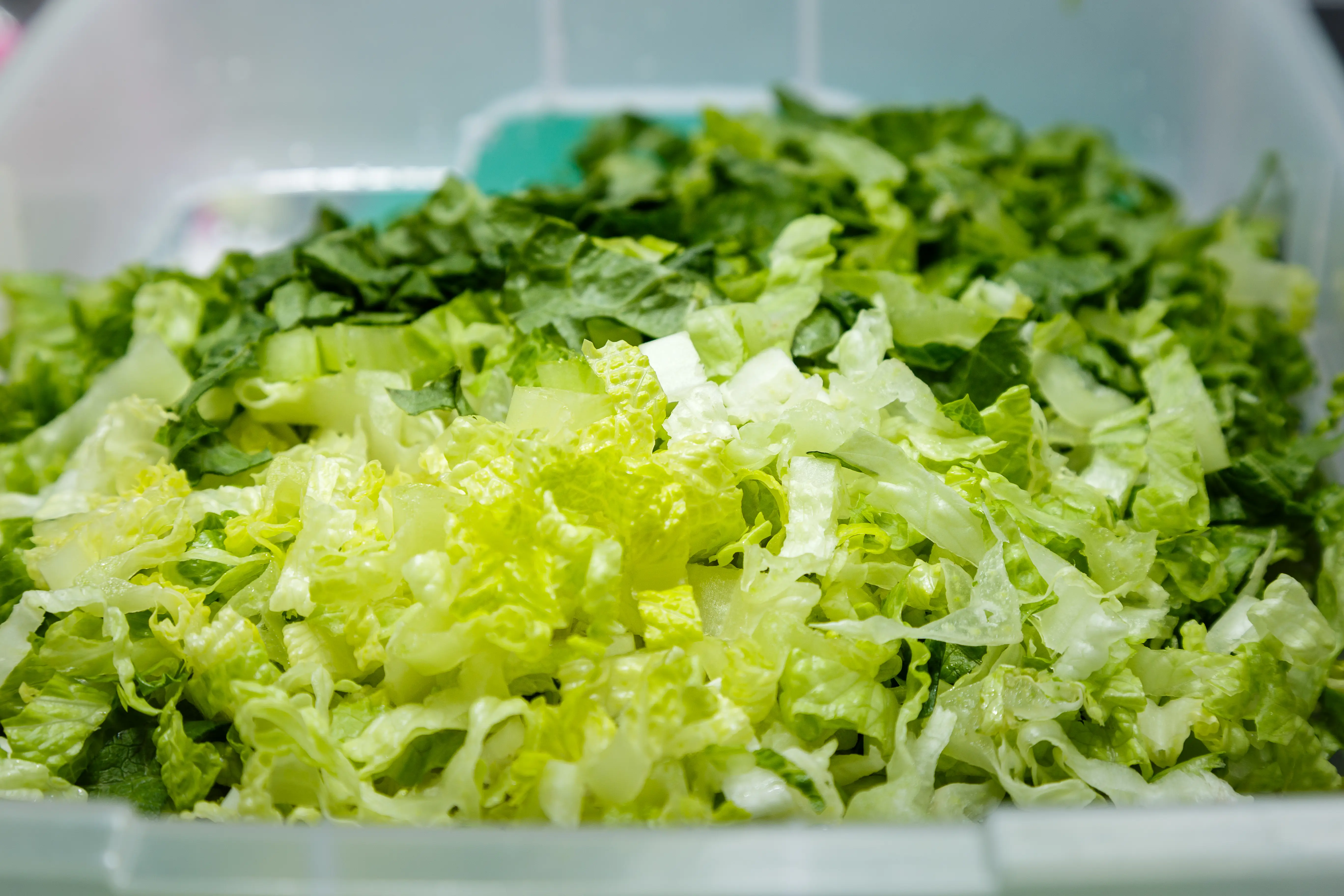 lettuce
