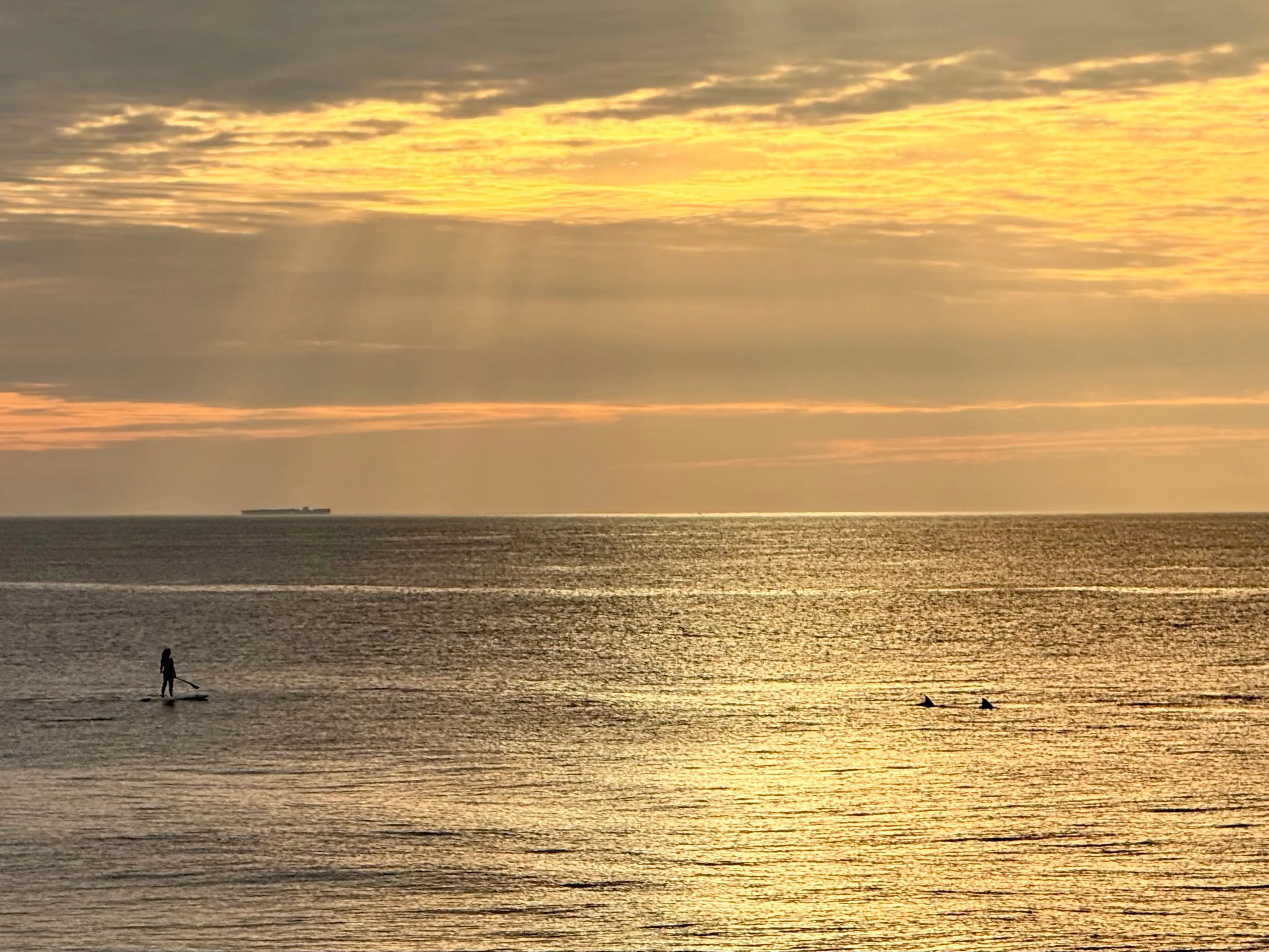 A paddleboarder and several dolphins are seen in the ocean at Bethany Beach in Delaware.
