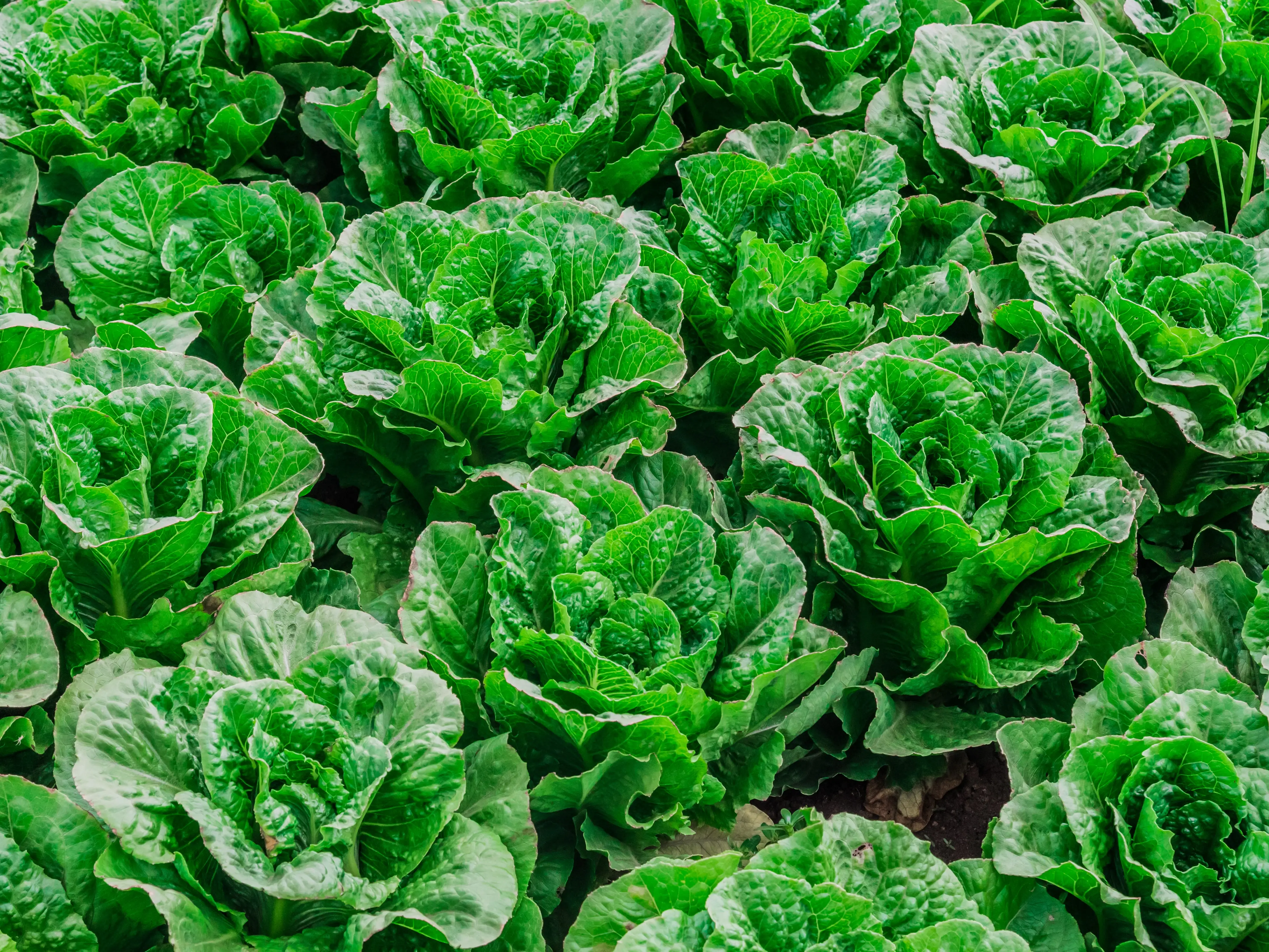Fresh heads of lettuce are ready to be harvested, in the Salinas Valley of central California.