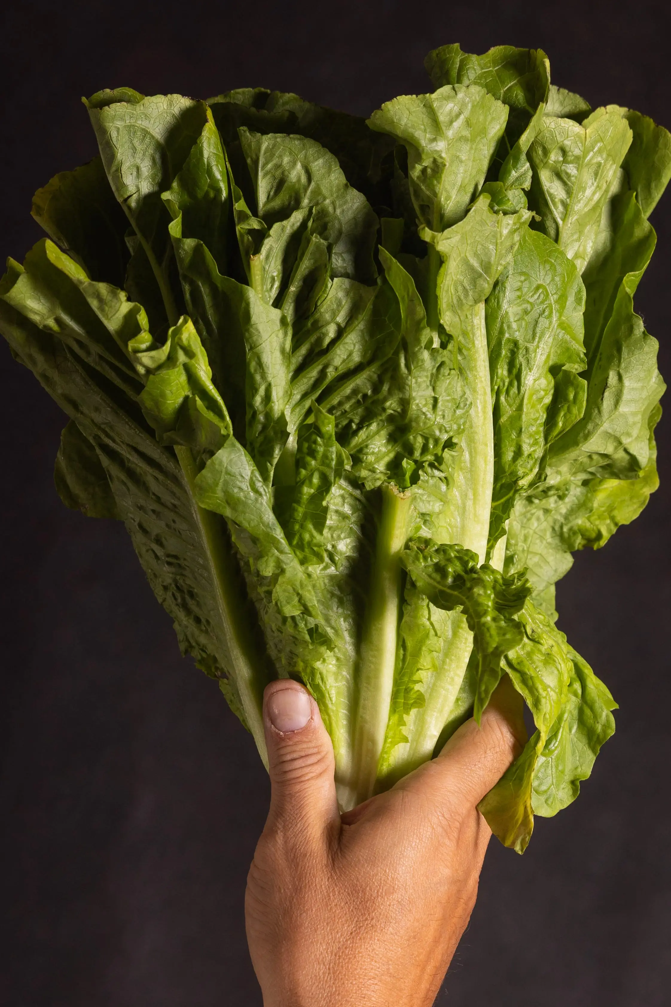 lettuce