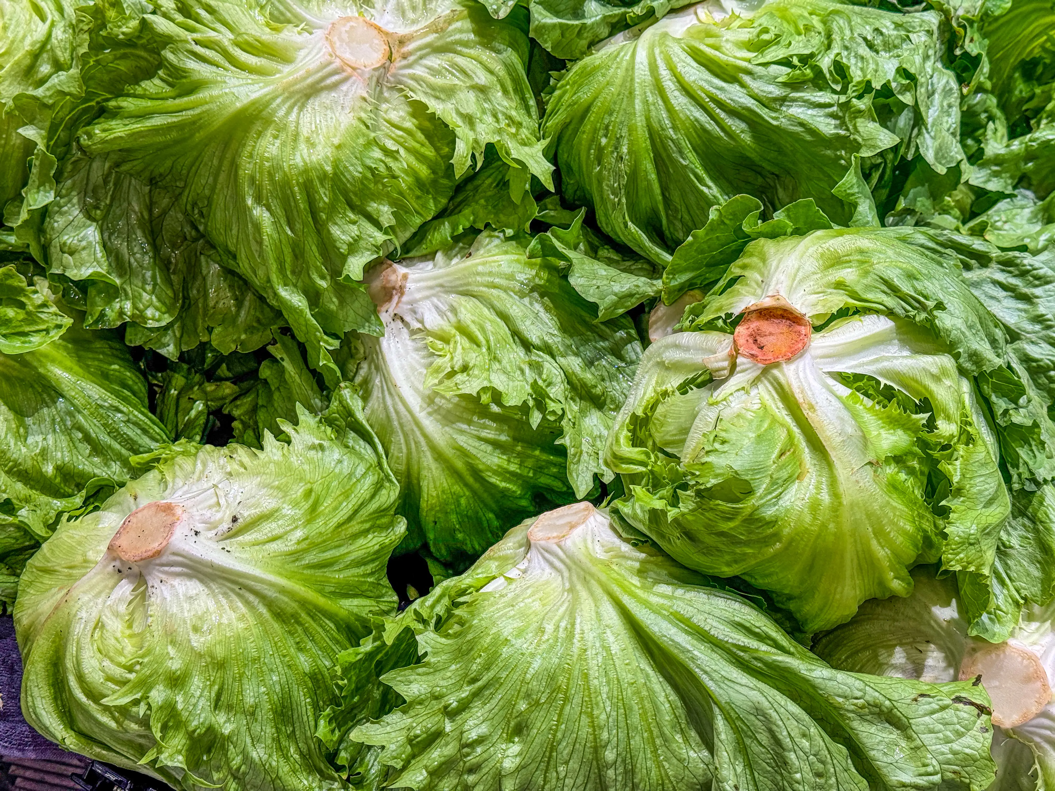 Lettuce