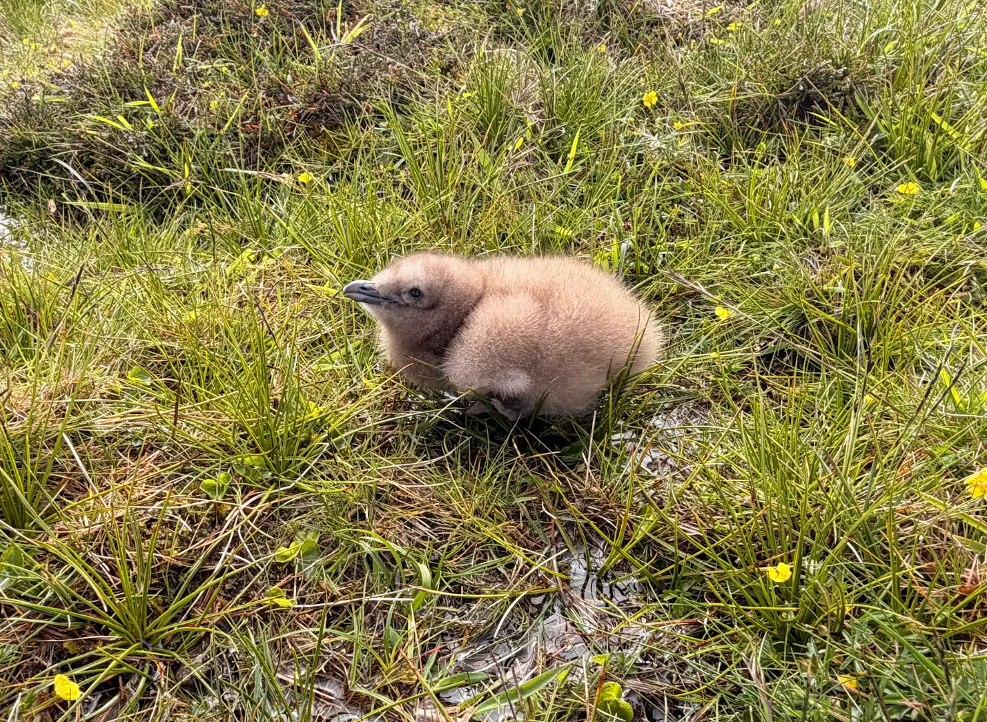 A baby Great Skua in the grass in Fair Isle.
