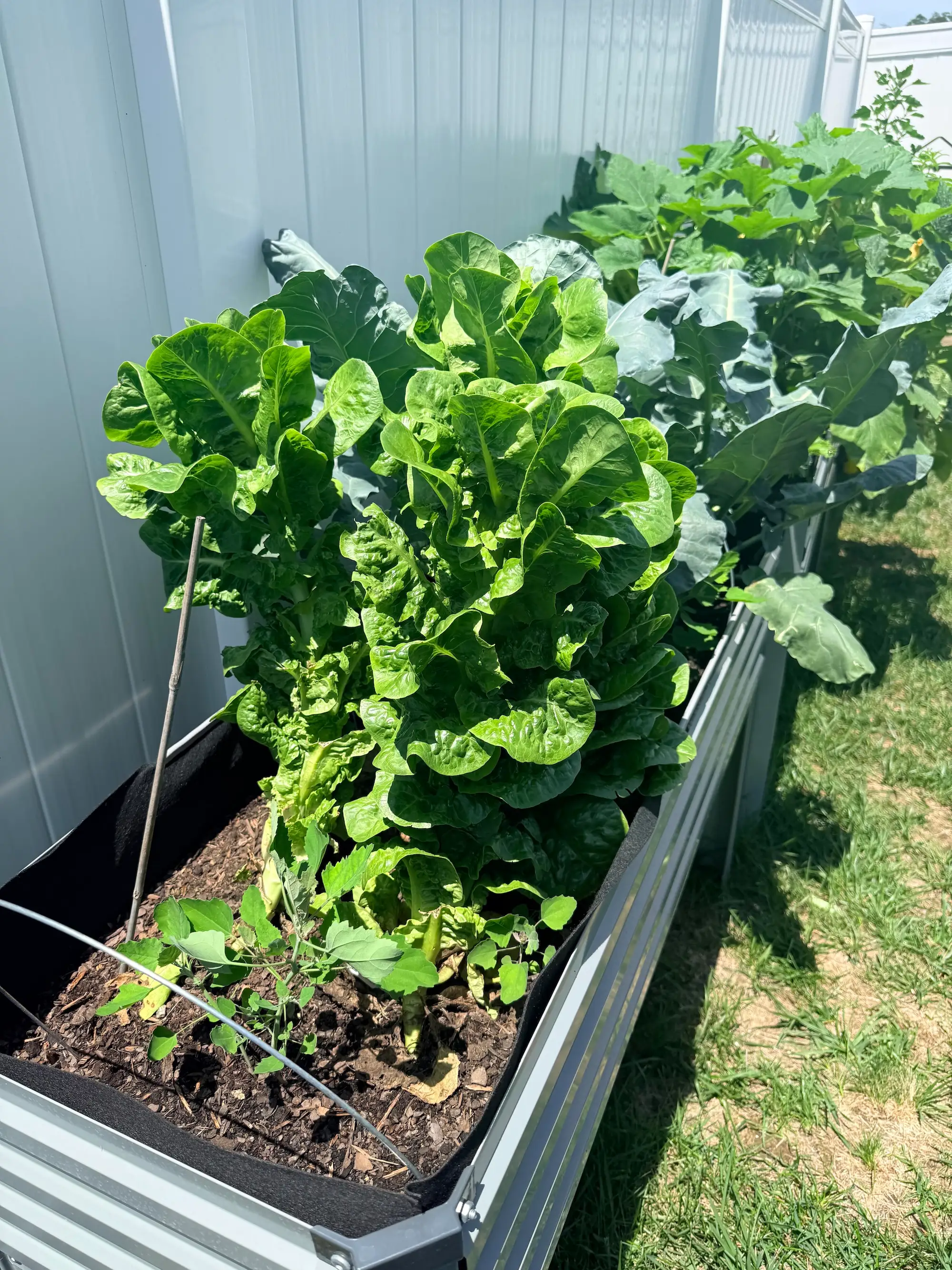 Leafy green vegetables grow densely in a raised metal garden bed beside a white vinyl fence.
