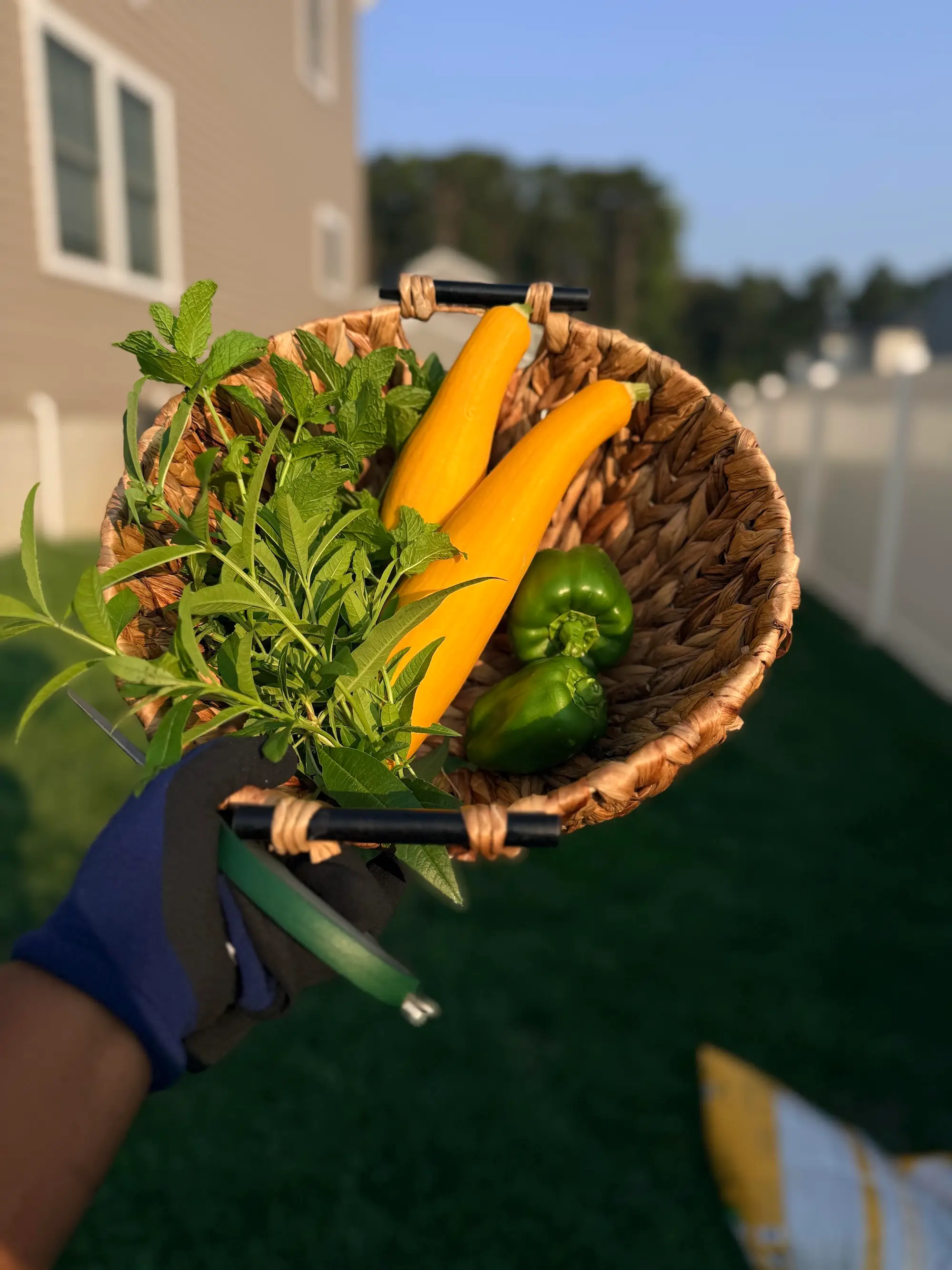 Basket of freshly picked yellow squash, green peppers, and herbs held in a sunny residential yard.