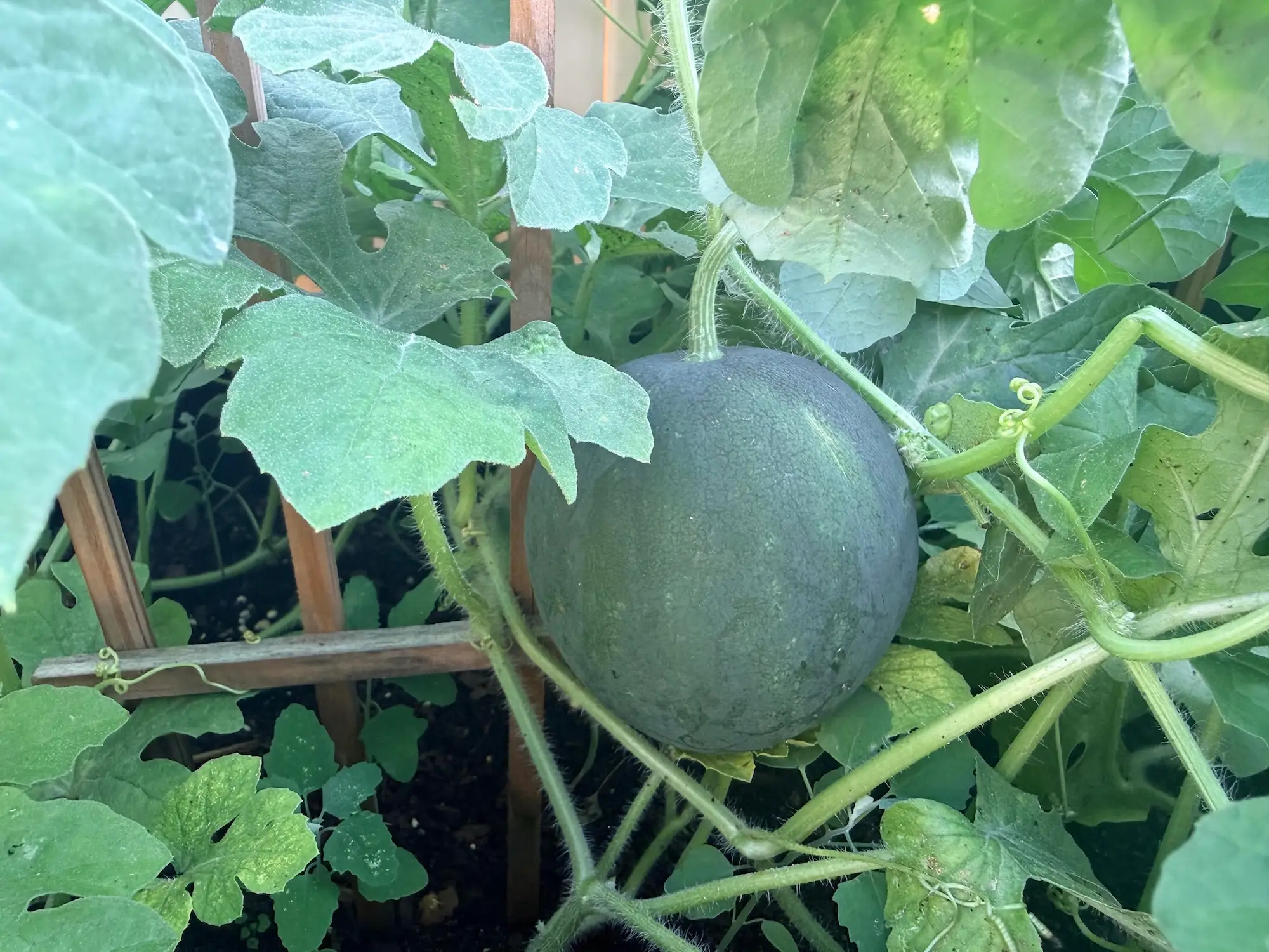 Round green fruit grows on a leafy vine supported by a wooden garden trellis.