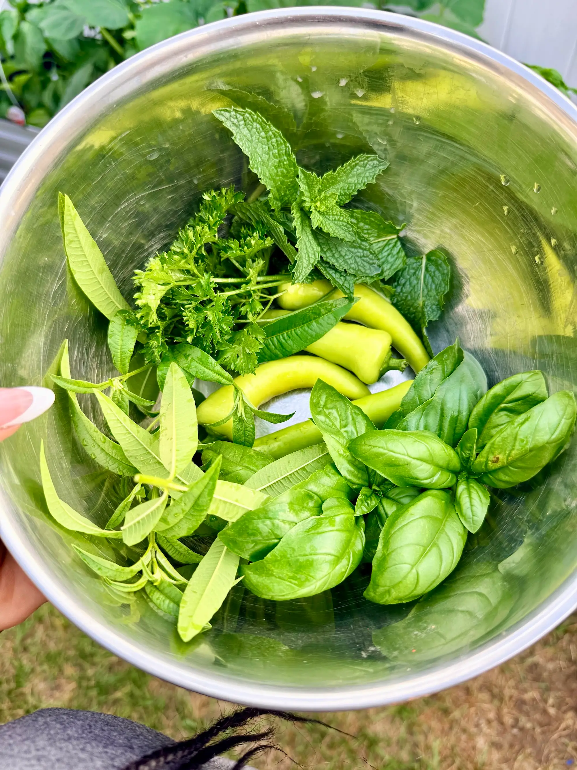 Fresh green herbs and peppers sit in a stainless steel bowl held outdoors near garden plants.