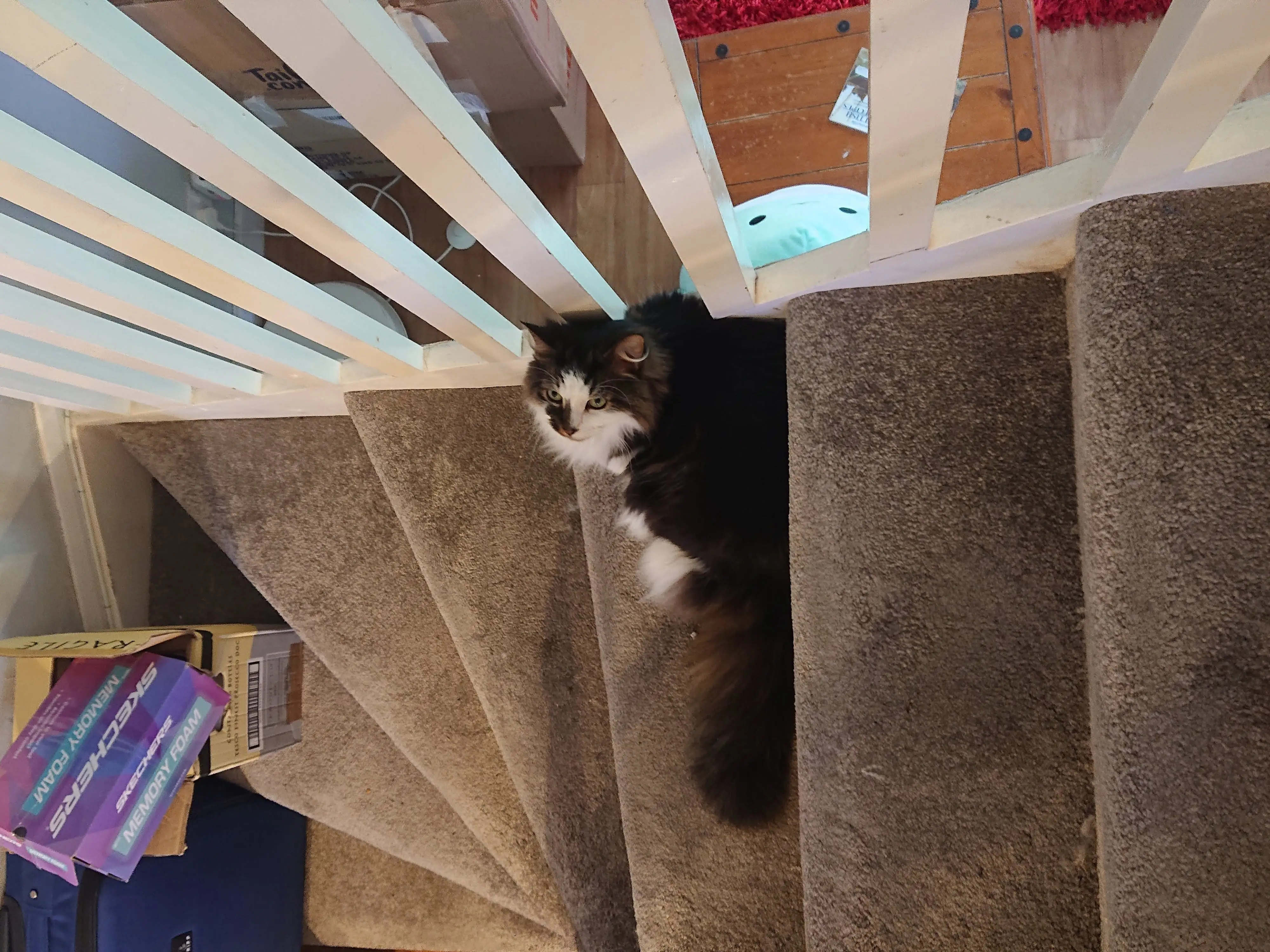 A cat sitting on the carpeted stairs in the writer's two-story home.