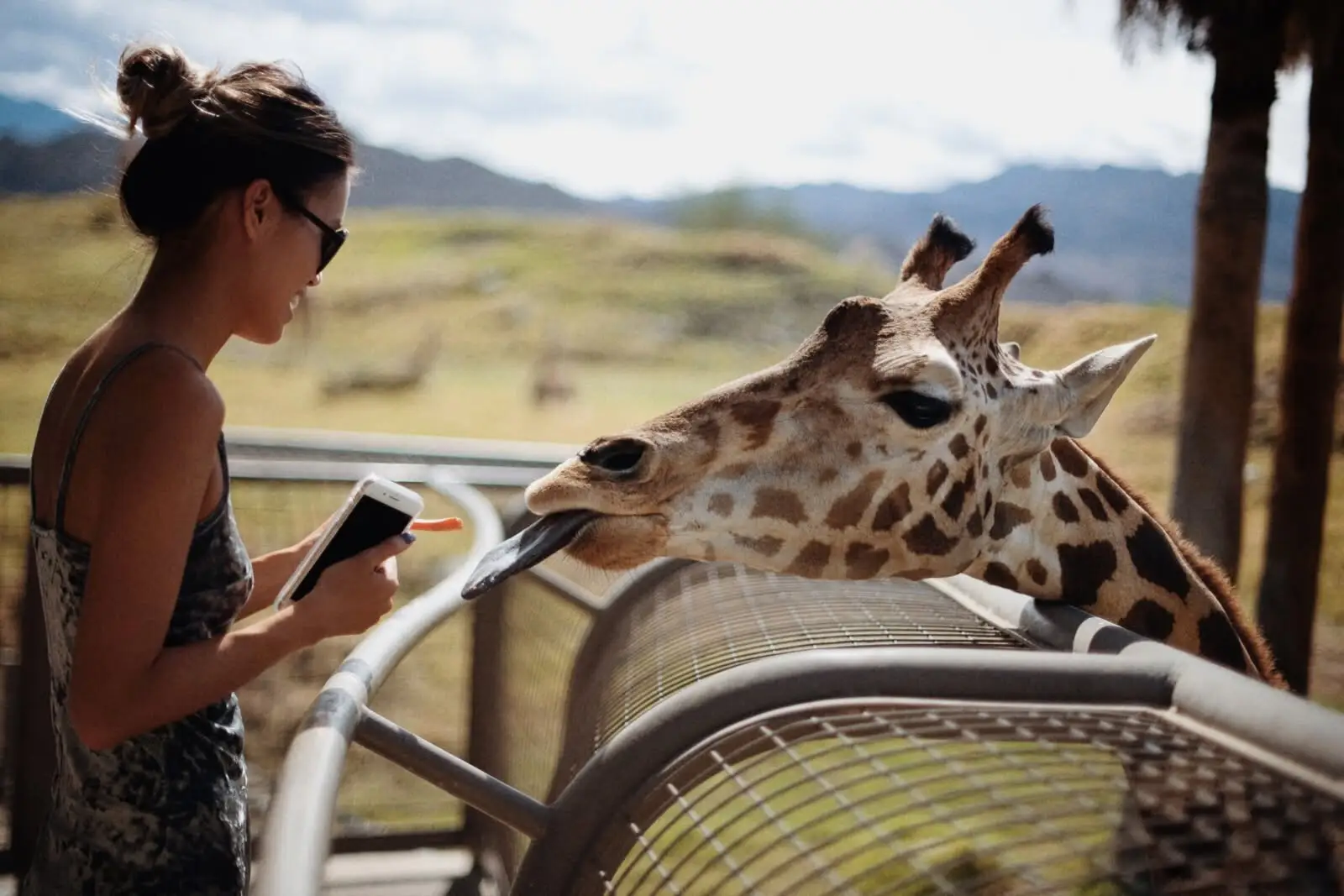 Sharon feeds a giraffe at the zoo.