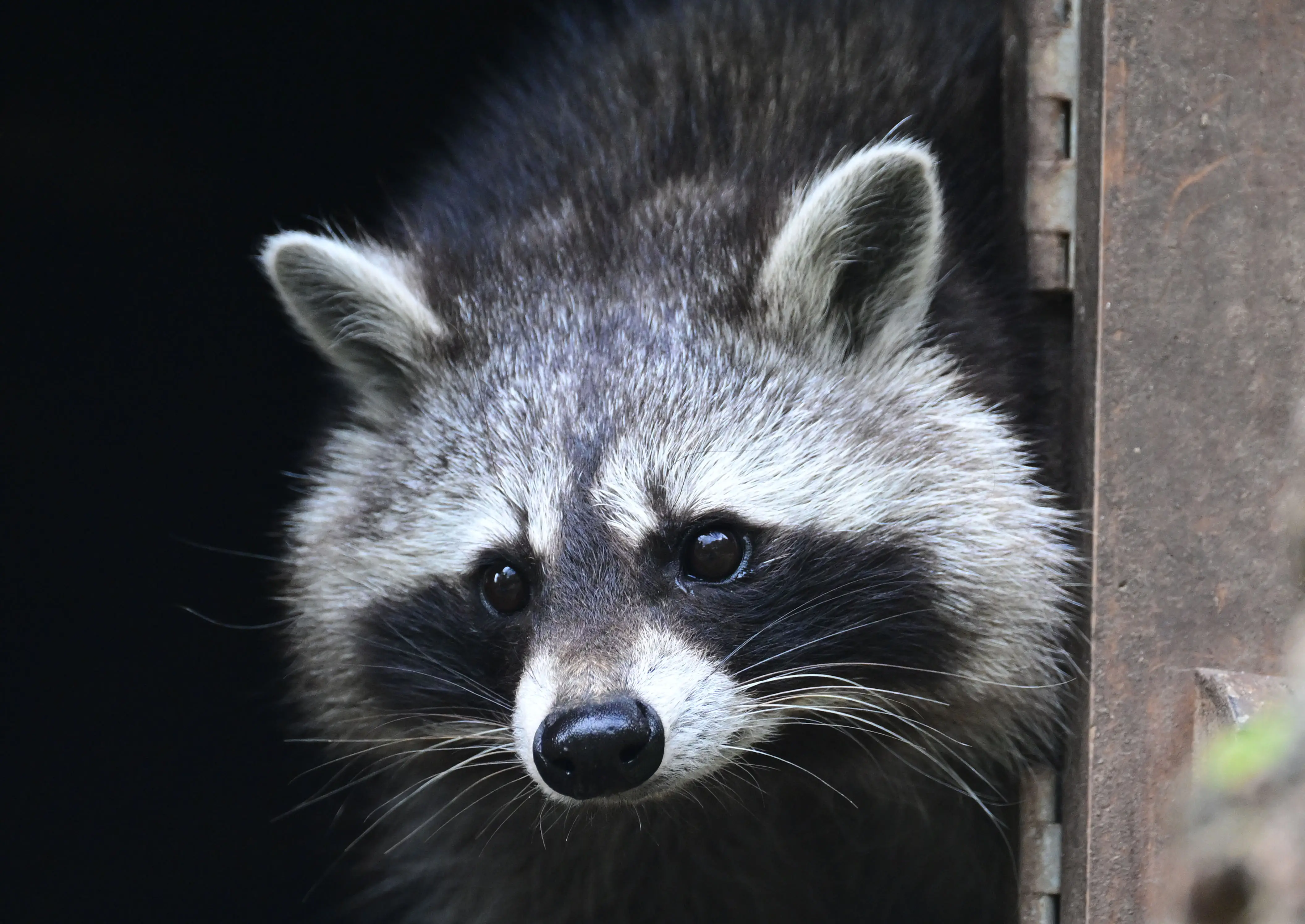 A raccoon (Procyon lotor) sticks its head out of its den at Tripsdrill Wildlife Park. Photo: Bernd Weißbrod/dpa