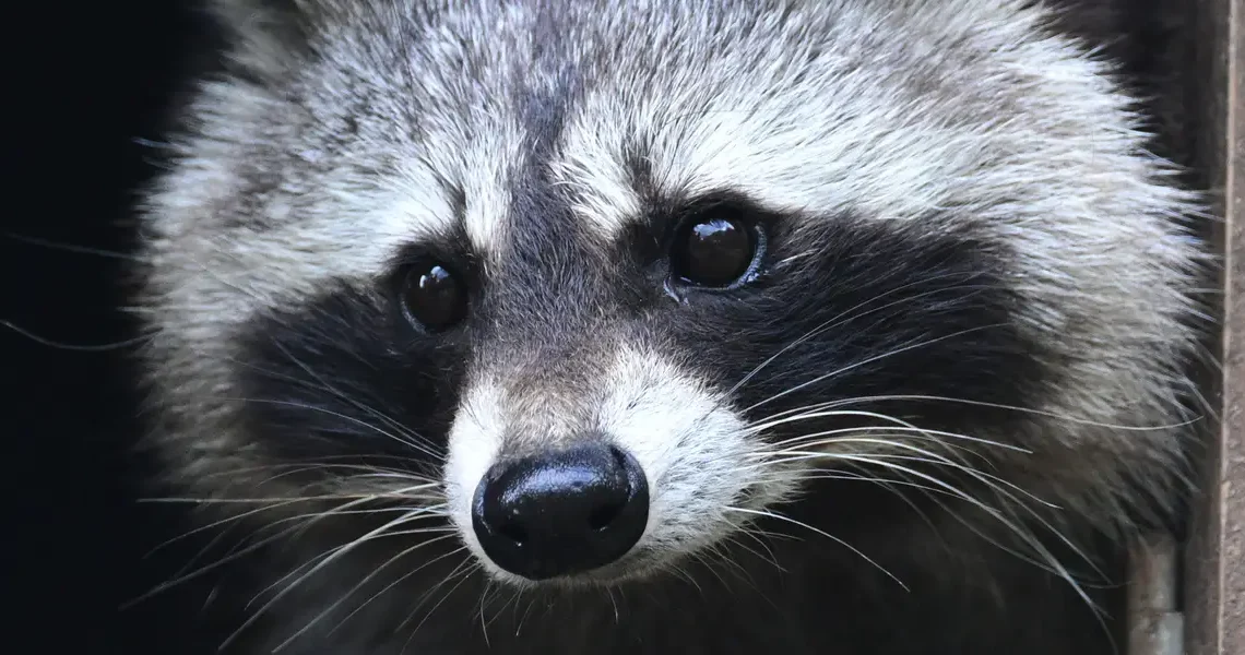 Jimothy the raccoon is proof that being weird, feral, and unknowable is the key to winning the internet