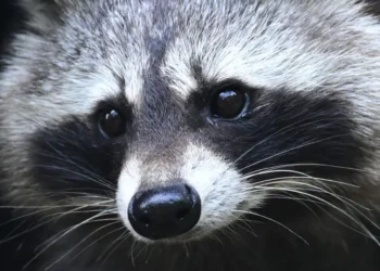 Jimothy the raccoon is proof that being weird, feral, and unknowable is the key to winning the internet