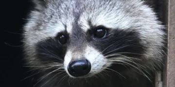 Jimothy the raccoon is proof that being weird, feral, and unknowable is the key to winning the internet