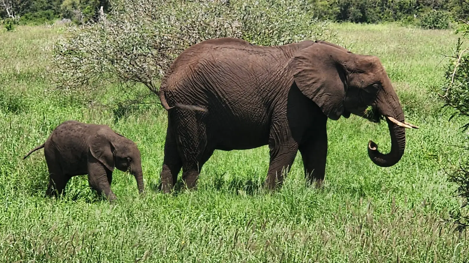 Elephant followed by baby elephant in tall g