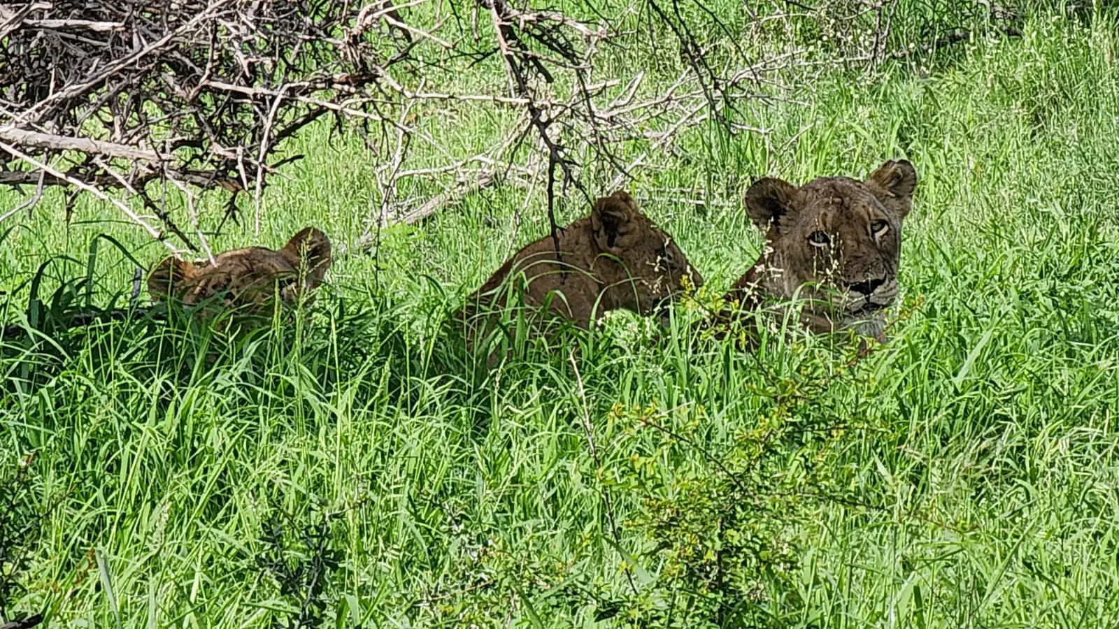 Lions in tall grass