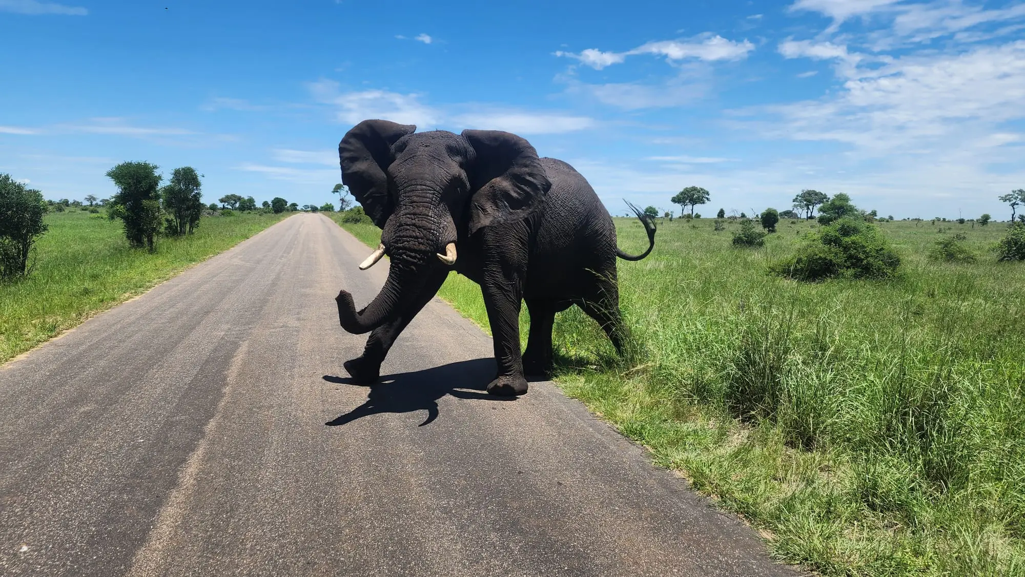 Elephant walking into road