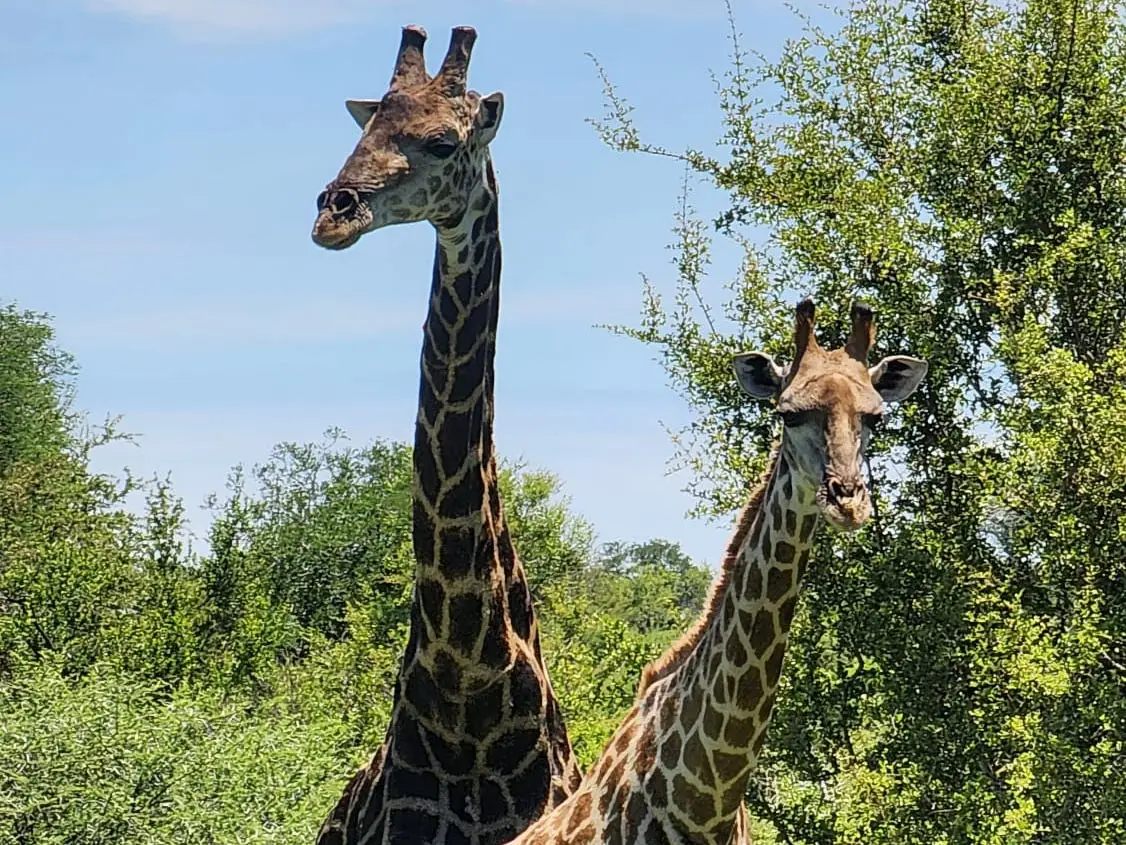 Two giraffes in tall grass