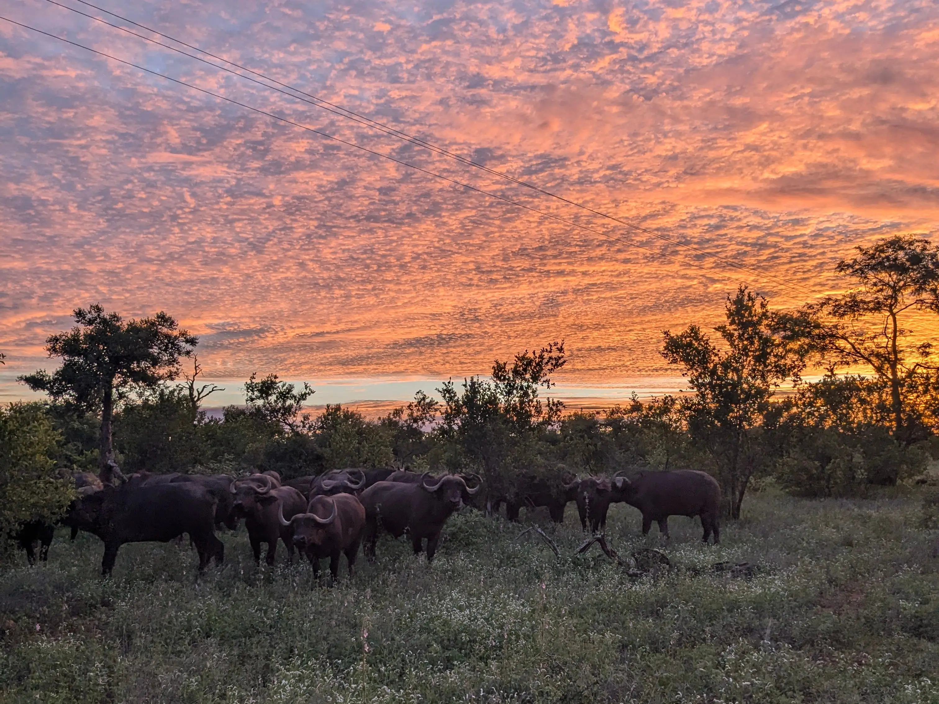 Animals in tall grass at sunet