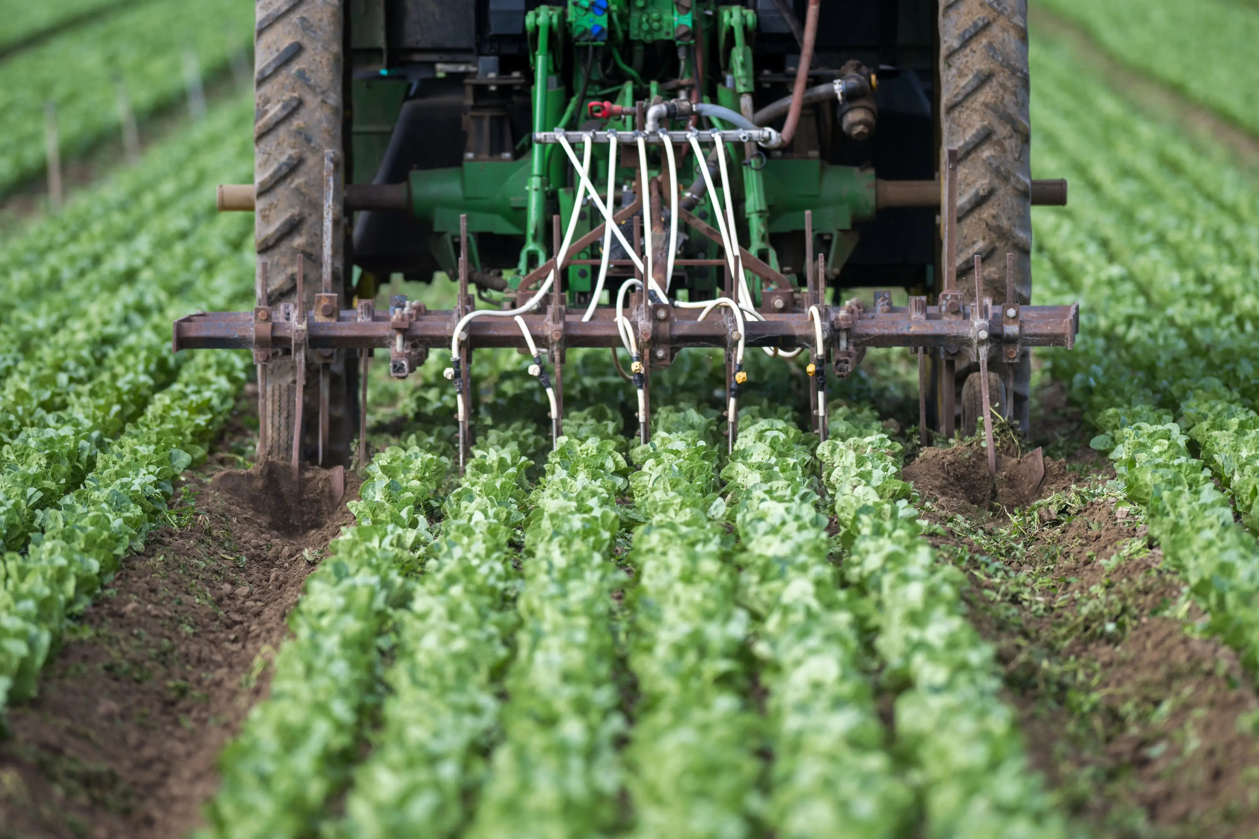 Tractor cultivator works between rows of leafy green crops in a farm field.