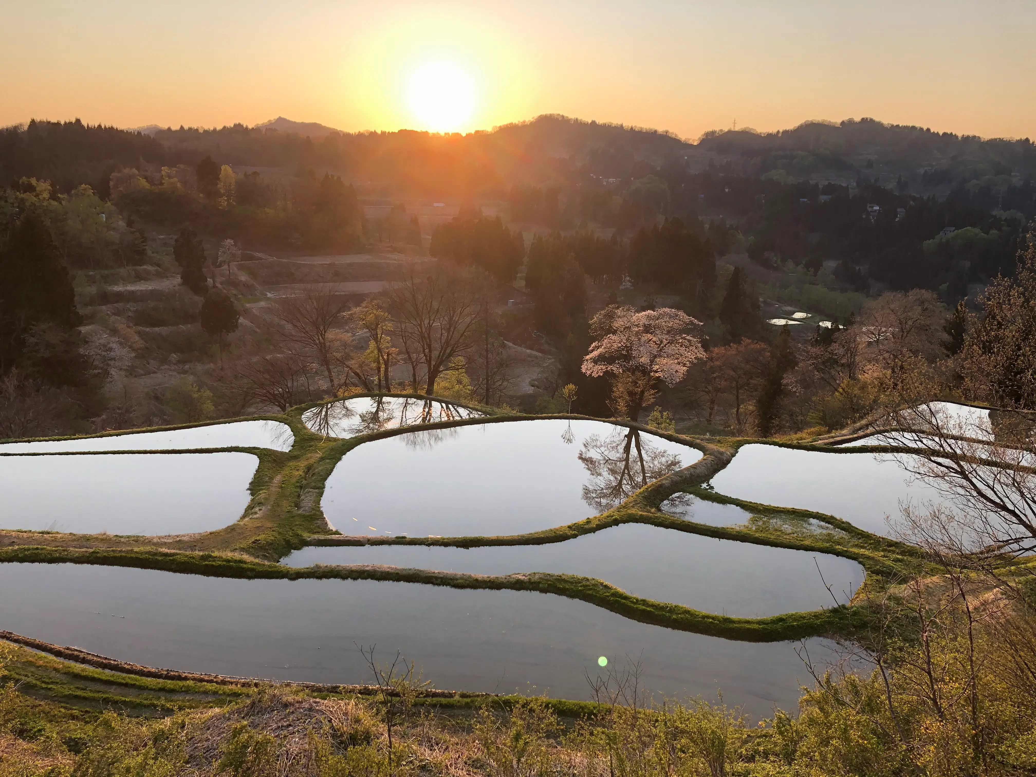 A rice field in Japan's rural landscape.