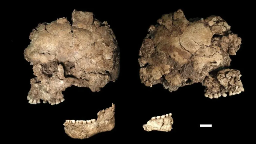 A 145,000-Year-Old Skull May Show the Oldest Known Evidence of a Face Stabbing