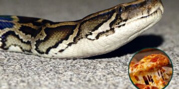 A Florida Restaurant Is Letting People Trade Dead Pythons for Pizza