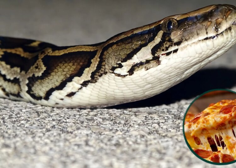 A Florida Restaurant Is Letting People Trade Dead Pythons for Pizza