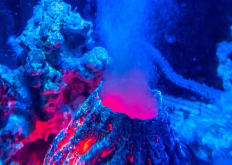 How AI Helped Scientists Find 73 Unknown Volcanic Calderas Beneath Earth’s Oceans