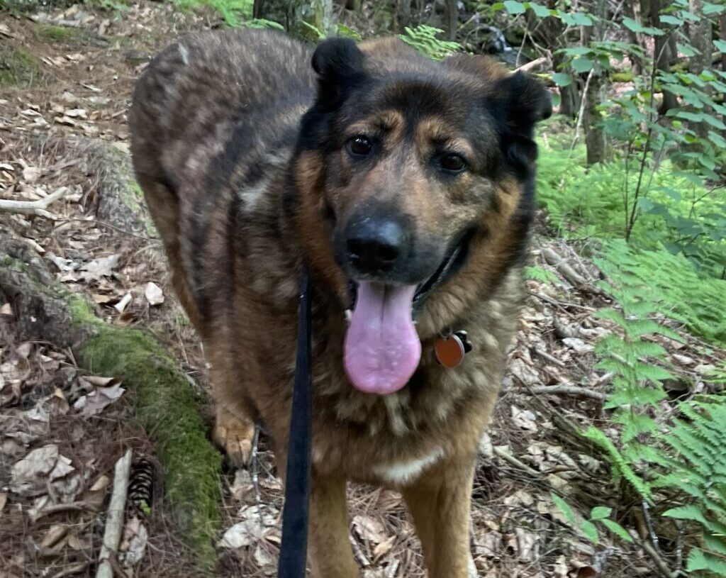A 102-pound dog couldn’t descend a mountain. Volunteers carried her for hours.