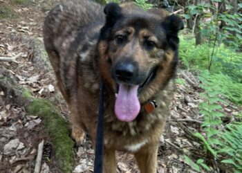 A 102-pound dog couldn’t descend a mountain. Volunteers carried her for hours.