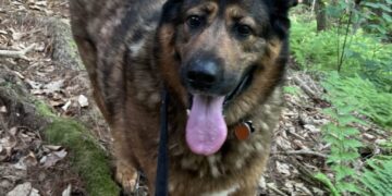 A 102-pound dog couldn’t descend a mountain. Volunteers carried her for hours.