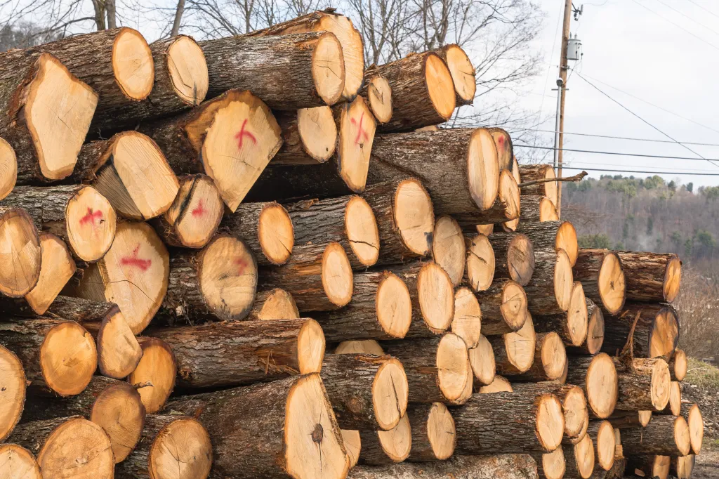 A large stack of freshly cut logs with visible tree rings and rough bark.