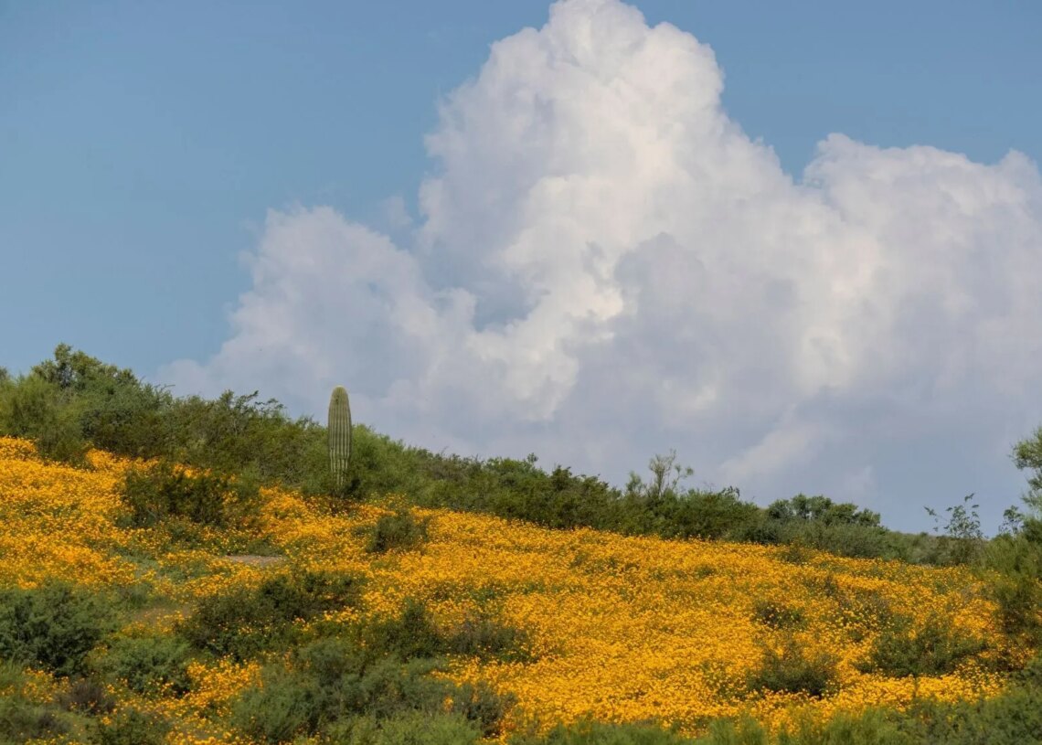 Arizona Man’s Illegal Forest Campsite Was Surrounded by 1,000 Pounds of Trash, Officials Say