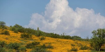 Arizona Man’s Illegal Forest Campsite Was Surrounded by 1,000 Pounds of Trash, Officials Say