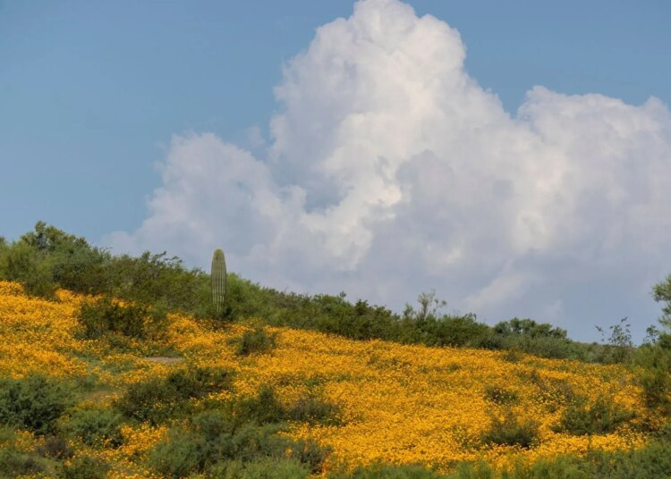 Arizona Man’s Illegal Forest Campsite Was Surrounded by 1,000 Pounds of Trash, Officials Say