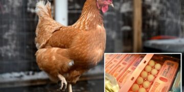 Big egg producers artificially inflated prices as Americans struggled to buy groceries, must now pay $3.3M: DOJ
