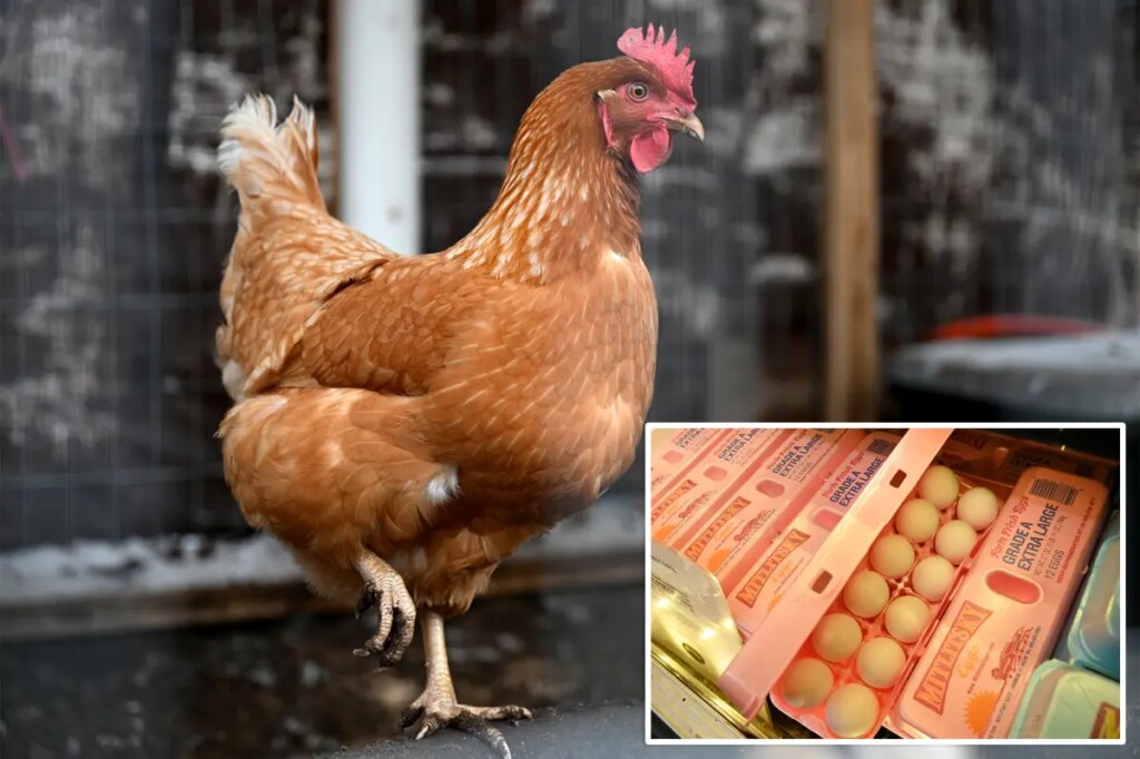 Big egg producers artificially inflated prices as Americans struggled to buy groceries, must now pay $3.3M: DOJ
