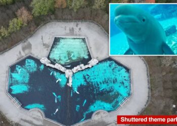 Down-to-the-wire rush to save 30 majestic beluga whales stuck at shuttered theme park since 2024