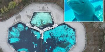 Down-to-the-wire rush to save 30 majestic beluga whales stuck at shuttered theme park since 2024