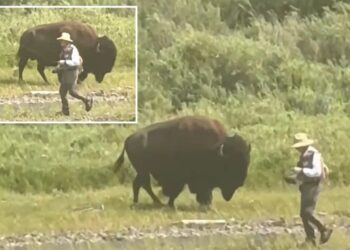 Oblivious Yellowstone fisherman has close call with behemoth bison before wife comes to the rescue