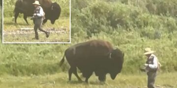 Oblivious Yellowstone fisherman has close call with behemoth bison before wife comes to the rescue