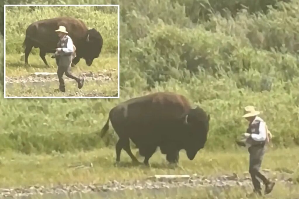 Oblivious Yellowstone fisherman has close call with behemoth bison before wife comes to the rescue