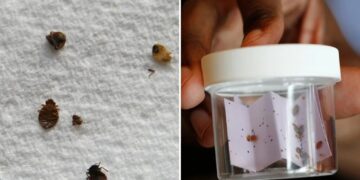 Chicago lands crown as bedbug capital of the US: report