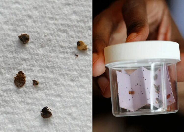 Chicago lands crown as bedbug capital of the US: report