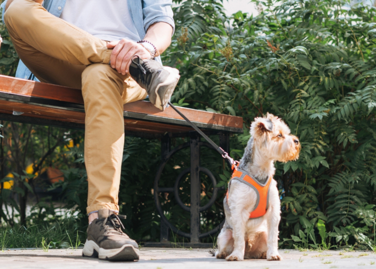 Controversial App Lets Dog Owners Rent Out Their Pets by the Hour to Strangers