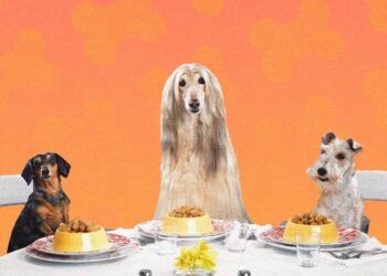 We Make Lovely Home-Cooked Meals for Ourselves. Why Not Do the Same for Our Dogs?